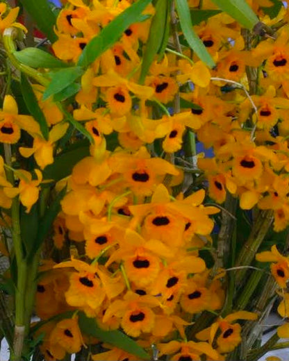 Dendrobium Fimbriatum