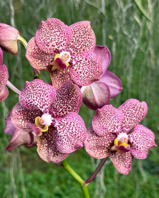 Vanda Kulwadee Fragrance x Somthavil