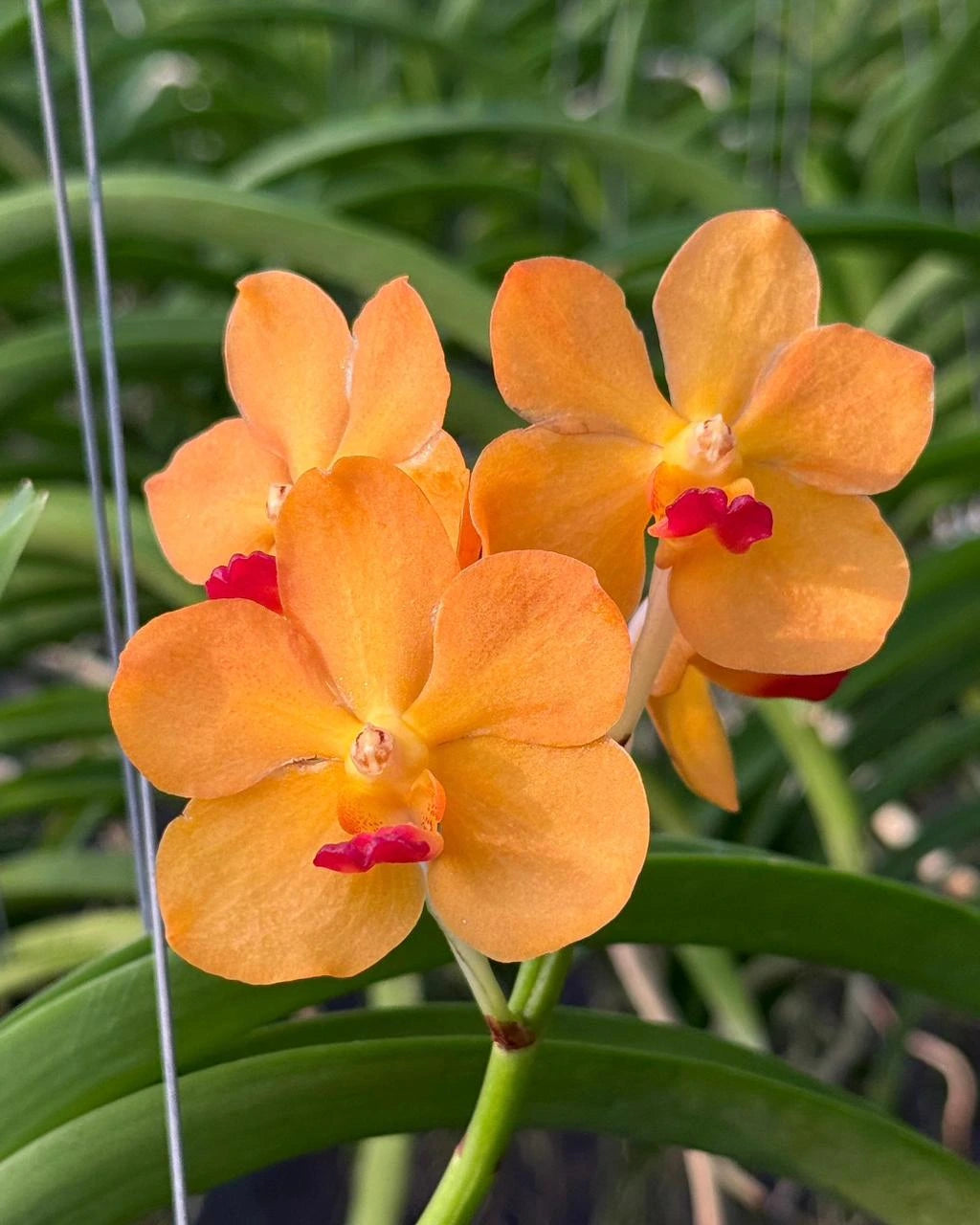 Vanda Chang Hwee Nee