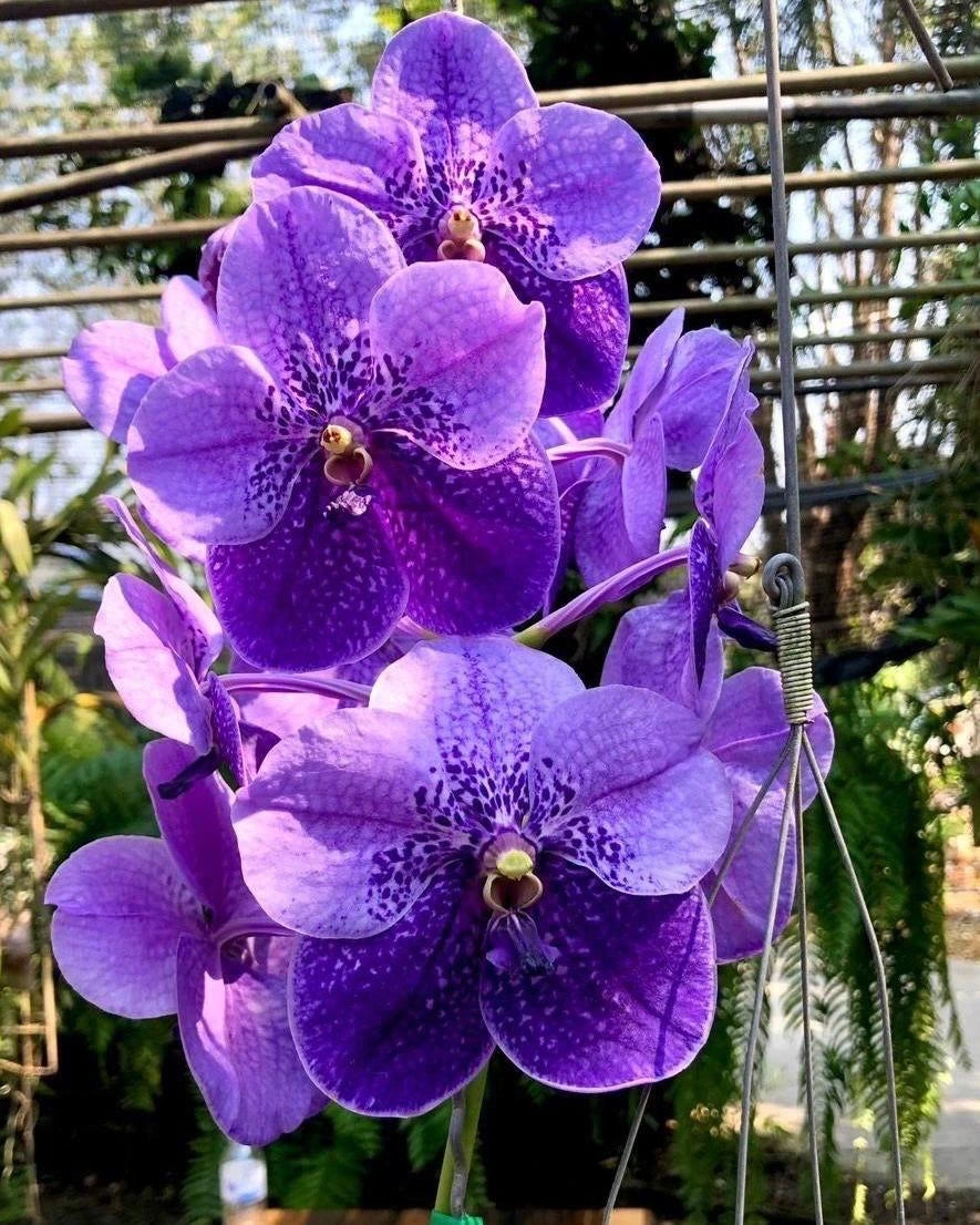 Vanda Natural Pariya