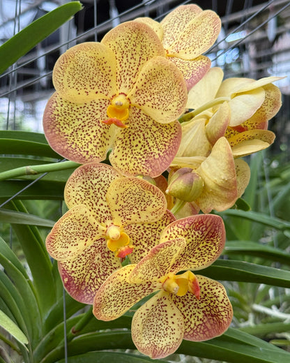 Vanda Varut Leopard