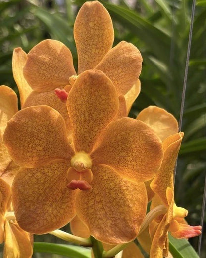 Vanda Prapathon Gold x Thai Spot x Tessellata