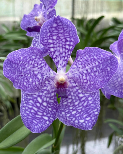 Vanda JKS 48