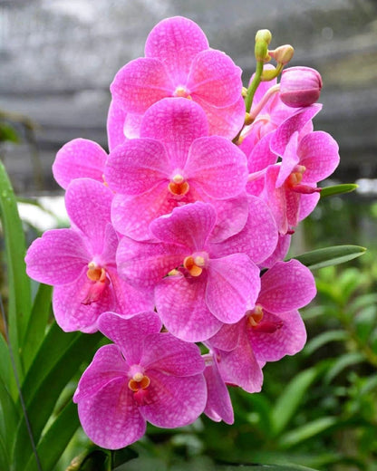 Vanda Sweet Pink