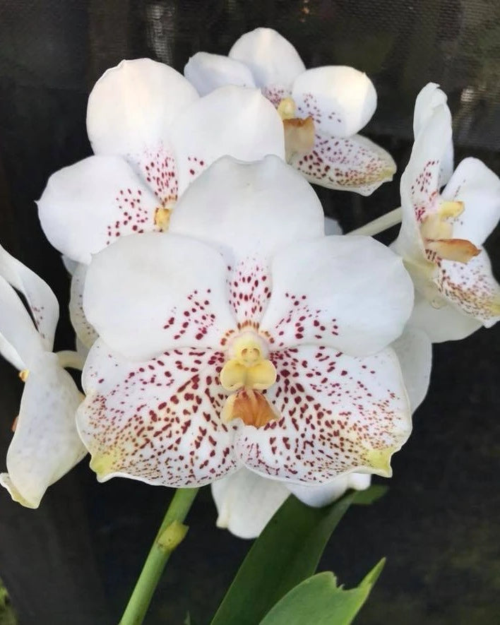 Vanda Kultana White Spot