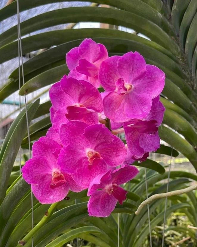 Vanda Adisak Pink