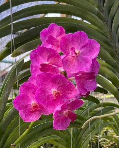 Vanda Adisak Pink