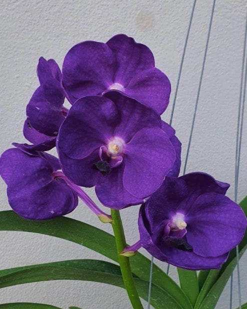 Vanda Tristar Blue