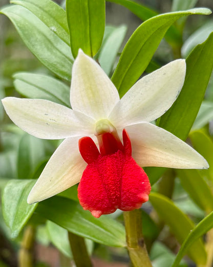 Dendrobium Hybrid (Frosty Dawn)