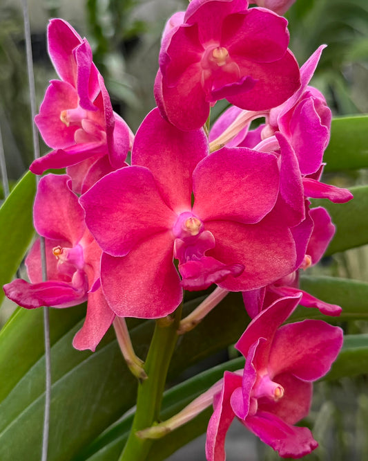 Vanda (Fuchs Sunset x Kob Fah) x Pine River orchid – Pearl Orchids orchid