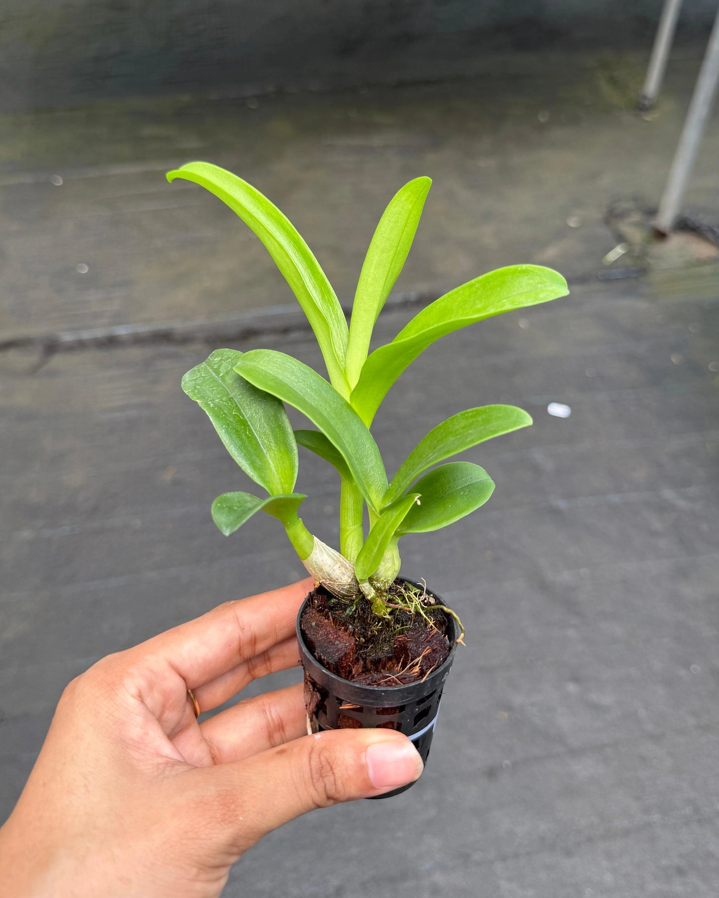 Dendrobium Gift By God