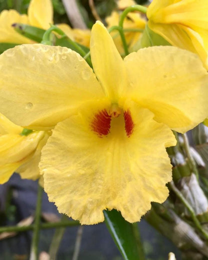 Dendrobium Golden Aya