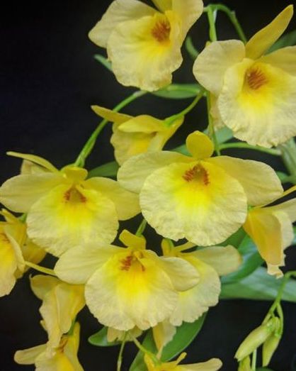 Dendrobium Golden Aya