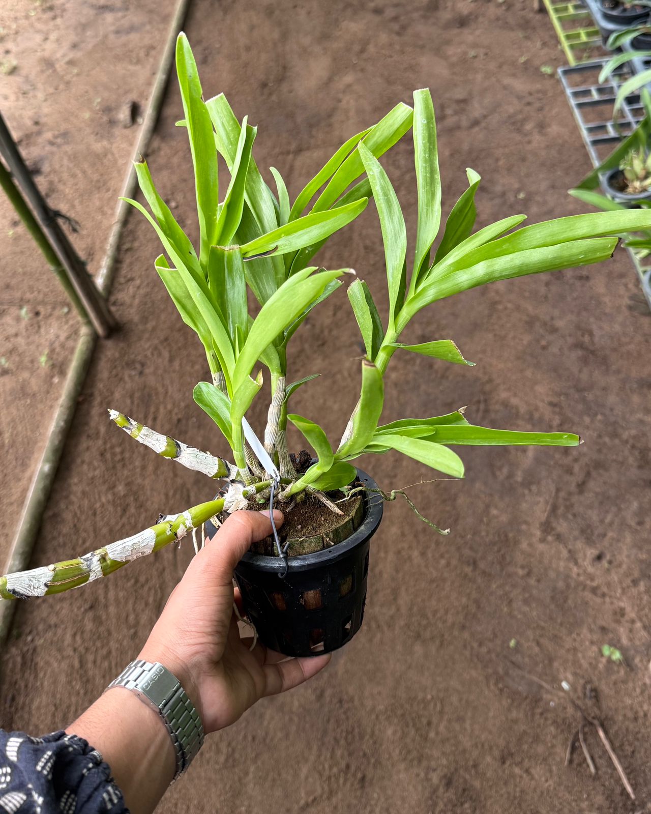 Dendrobium Golden Aya