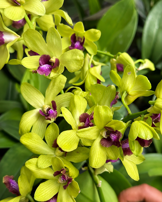 Dendrobium Green Red Lip