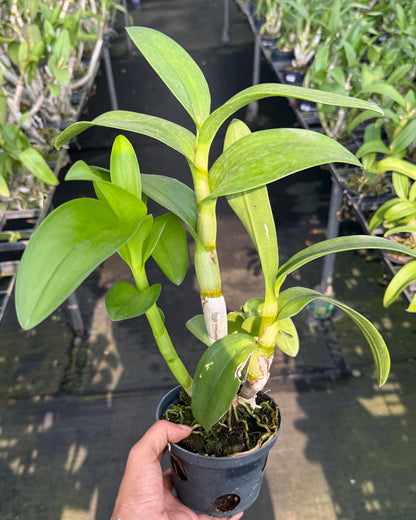 Dendrobium Green Red Lip