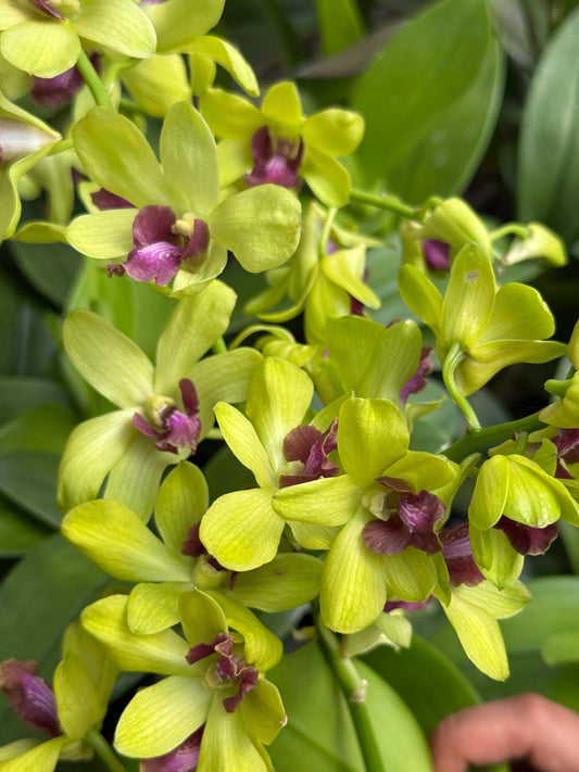 Dendrobium Green Red Lip