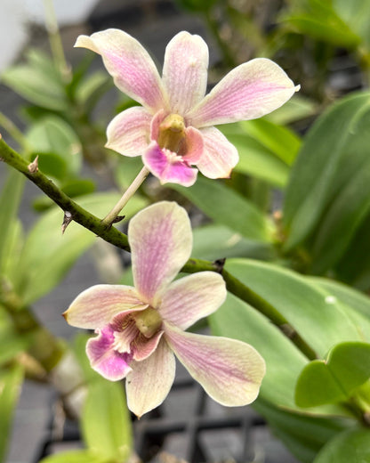 Dendrobium Gudeii 1294