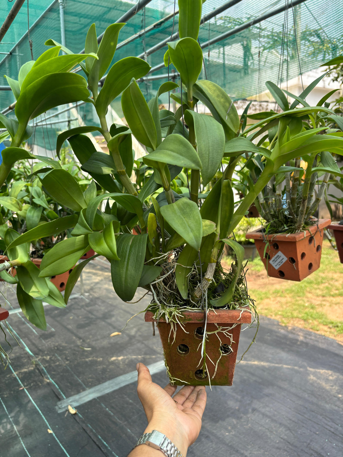 Dendrobium Hang Karok (6 inch Potted) orchid