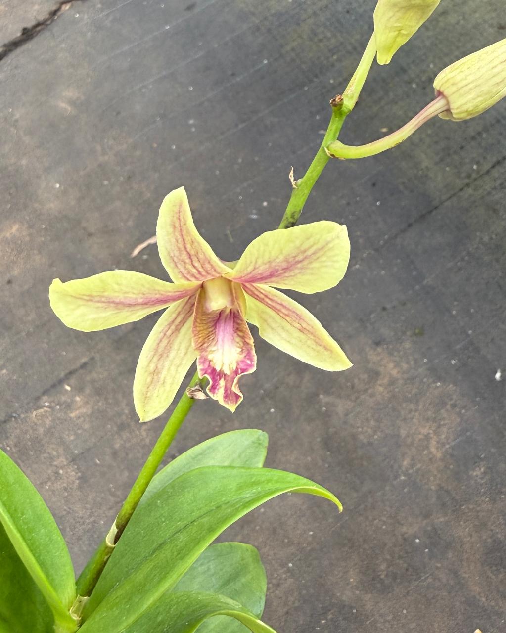 Dendrobium Hang Karok