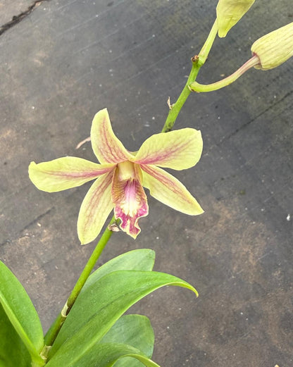 Dendrobium Hang Karok