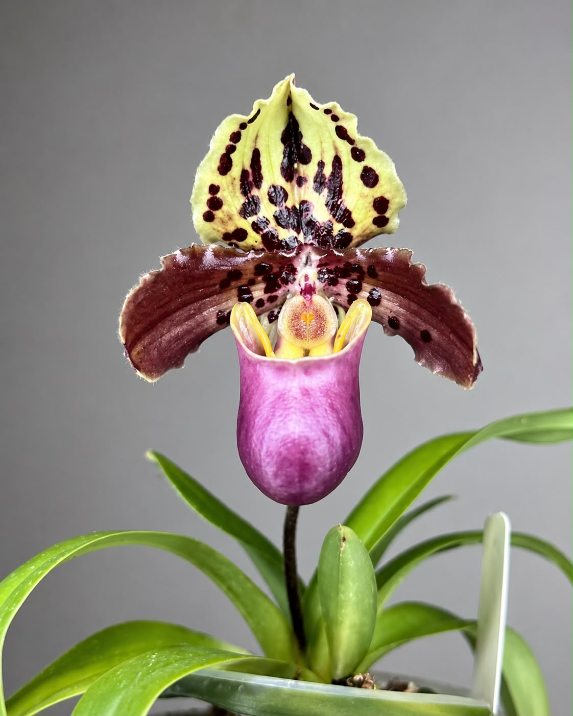 Paphiopedilum Henryanum orchid – Pearl Orchids