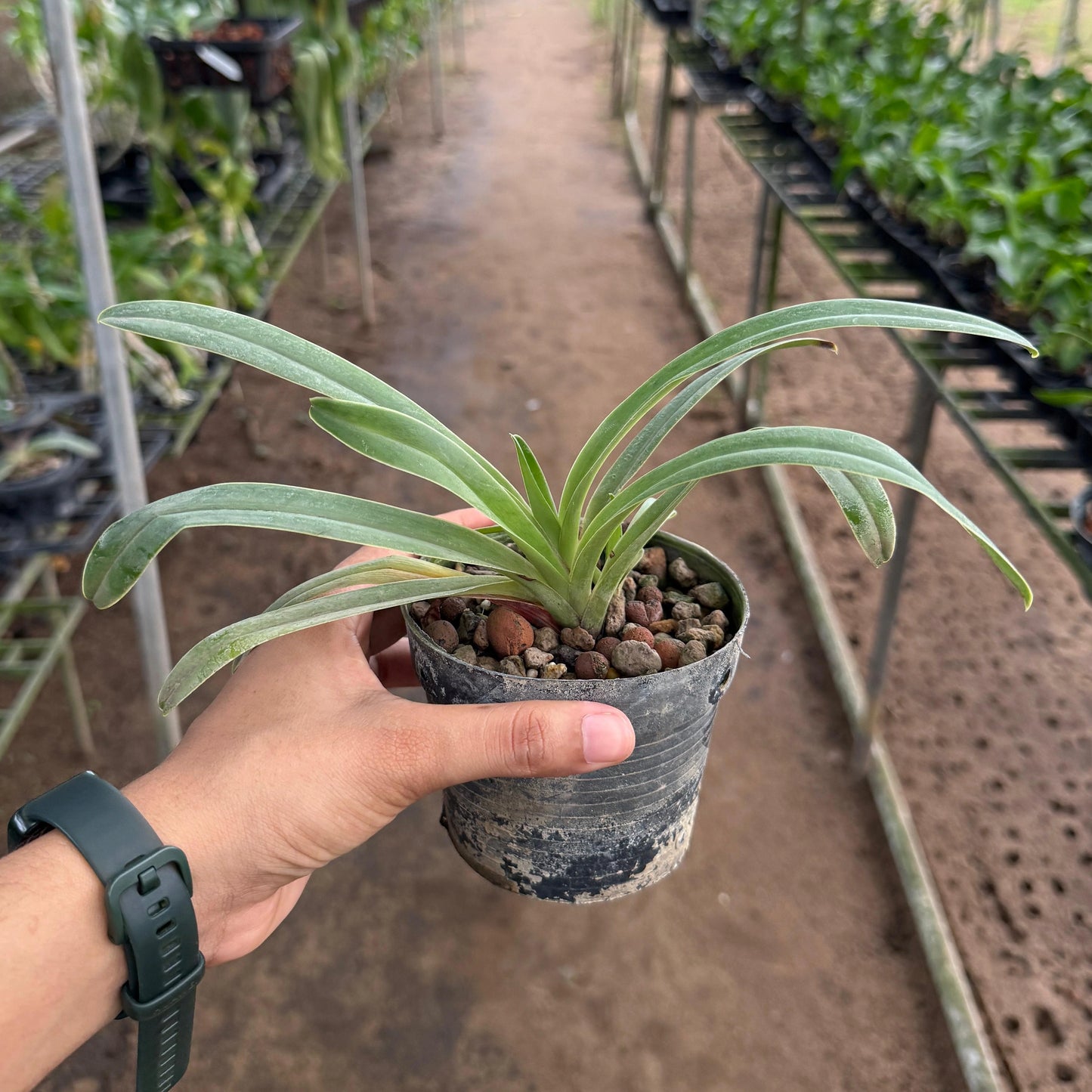 Paphiopedilum Henryanum
