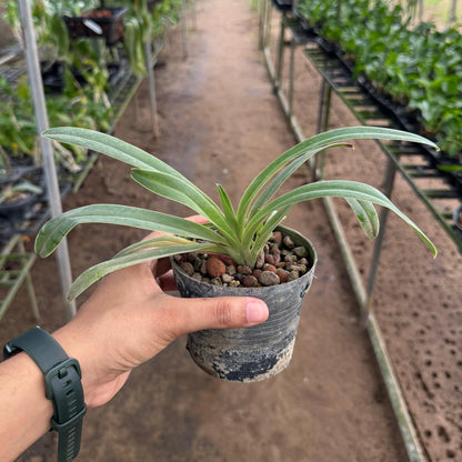 Paphiopedilum Henryanum