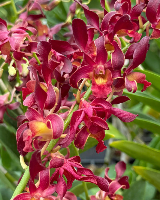 Dendrobium Hermes