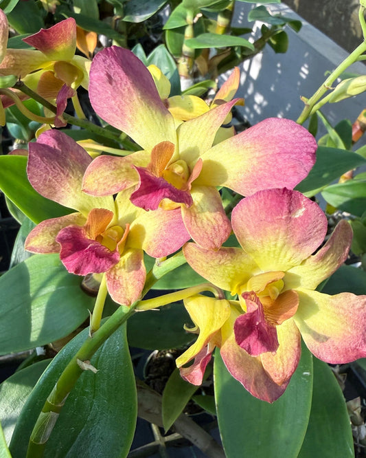 Dendrobium Honey