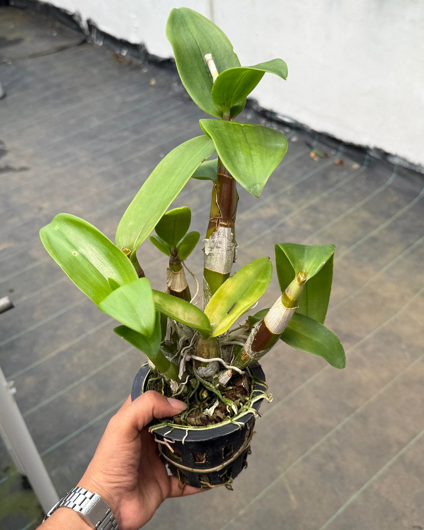Dendrobium Honey