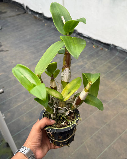 Dendrobium Honey