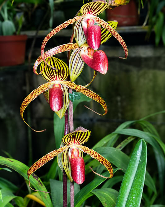 Paphiopedilum Hung Sheng Eagle