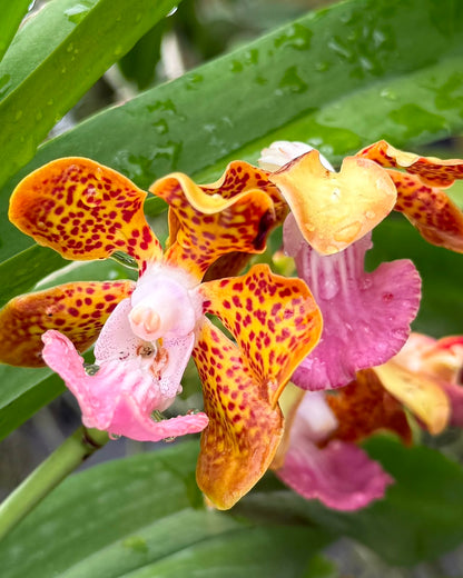 Papilionanda Jairak Fragrance