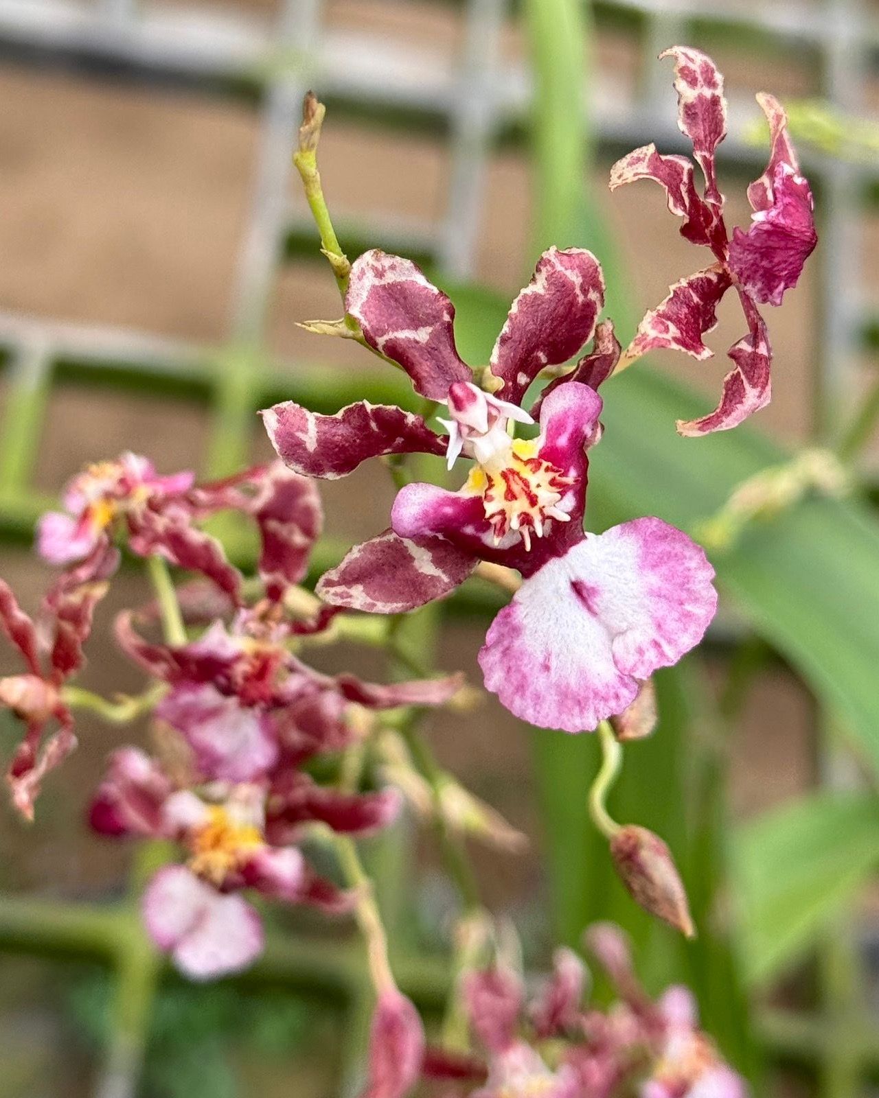 Oncidium Jairak Fragrance