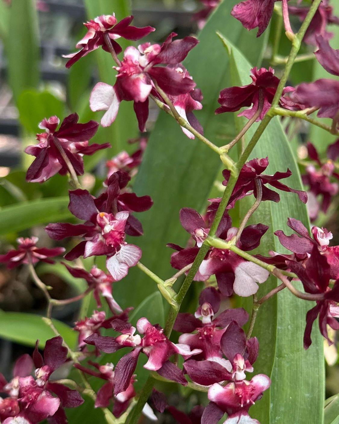Oncidium Jairak Red