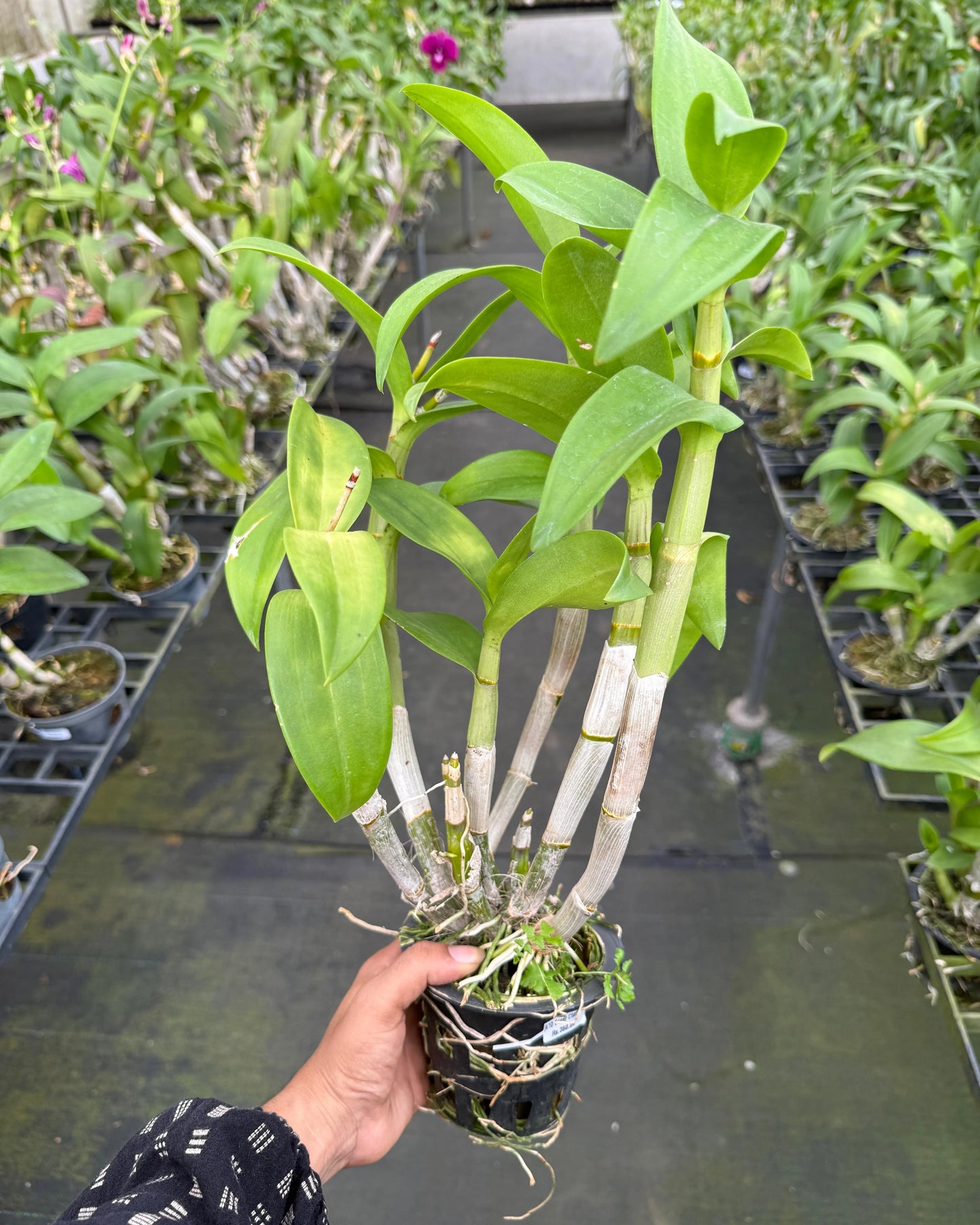 Dendrobium JK10 Cesar Chaid