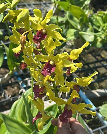 Dendrobium Rabbit Yellow Red Lip