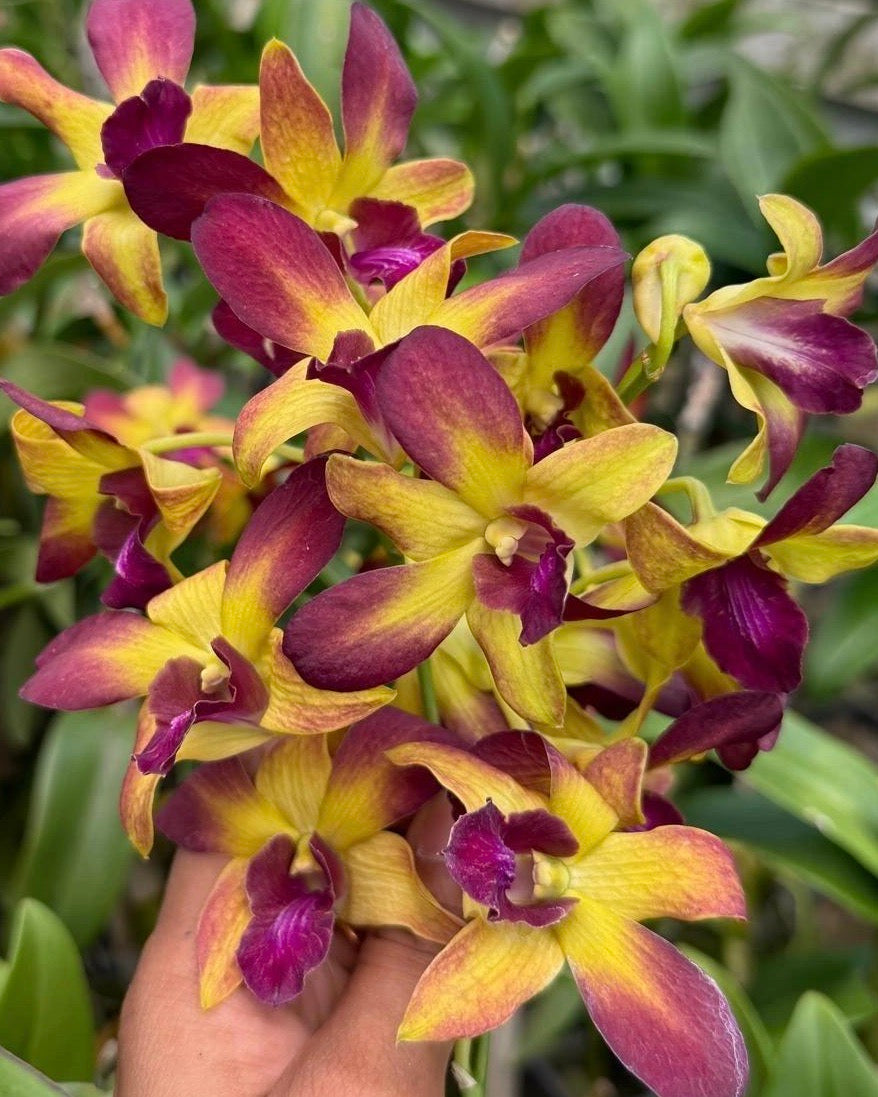 Dendrobium JK 34 Gift By God