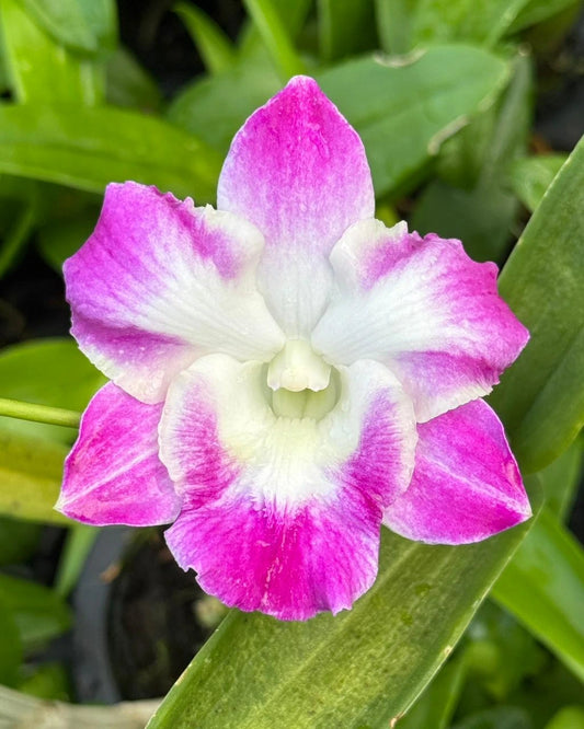 Dendrobium JK 36 B 3227