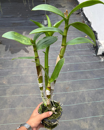 Dendrobium JK38 Botim