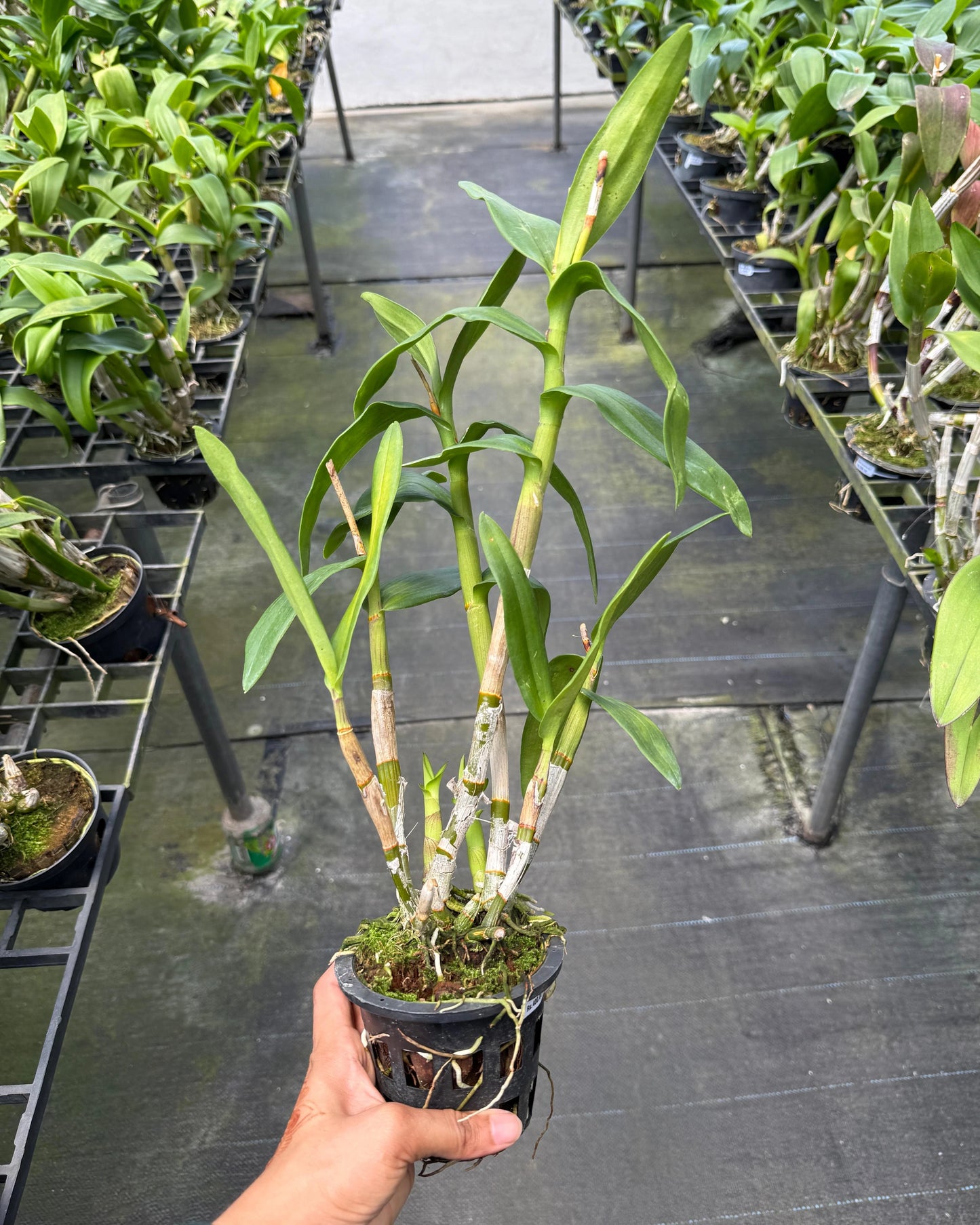 Dendrobium JK 3K 62
