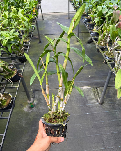 Dendrobium JK 3K 62