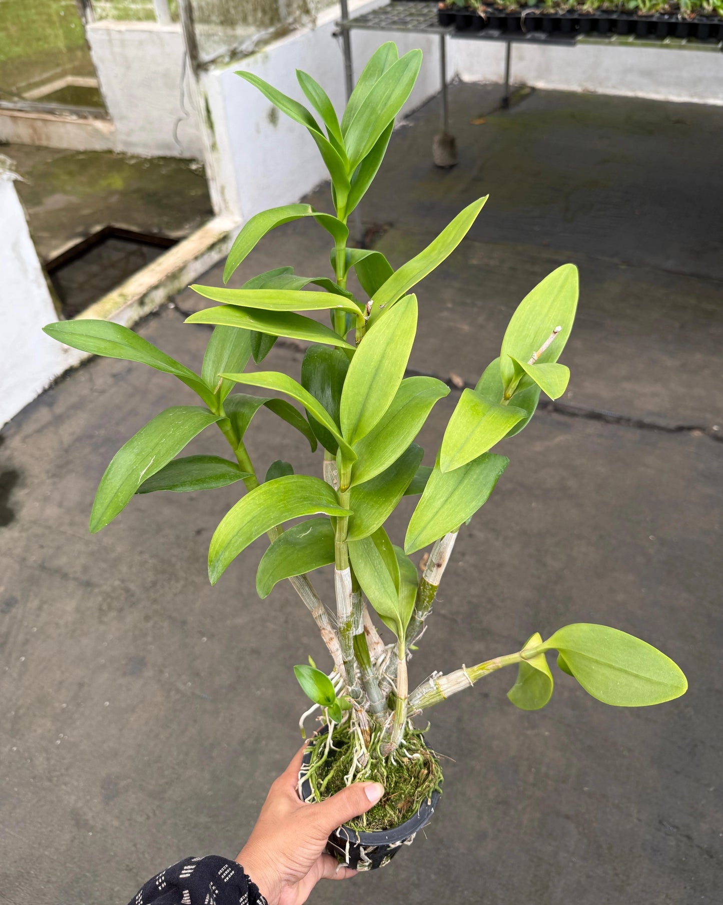 Dendrobium JK40 Jan Jao