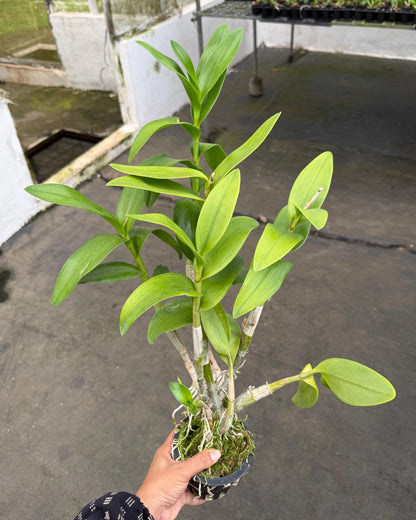 Dendrobium JK40 Jan Jao