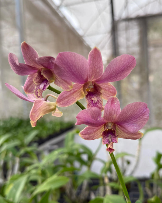 Dendrobium JK 44 O Rose