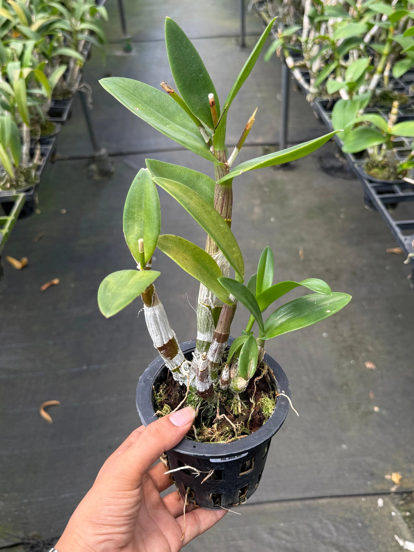 Dendrobium JK 44 O Rose