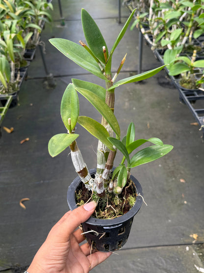 Dendrobium JK 44 O Rose