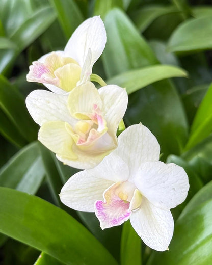 Dendrobium JK 50