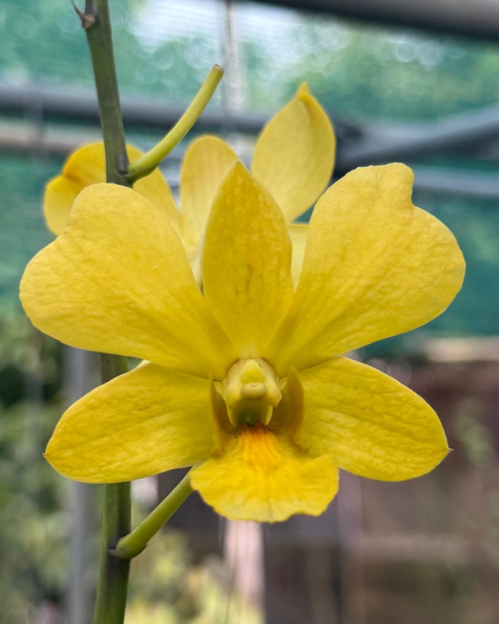 Dendrobium JK 5 Yellow (5 inch Potted) orchid